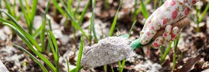 Eine Person düngt mit einer Schaufel voll Asche junge Pflanzen im Beet.